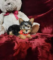 BENTLEY, a male Yorkshire Terrier for sale in Polk City, FL – Photo 7 of 10