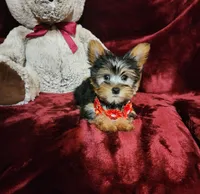 BENTLEY, a male Yorkshire Terrier for sale in Polk City, FL – Photo 2 of 10