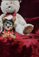 BENTLEY, a male Yorkshire Terrier for sale in Polk City, FL – Photo 9 of 10