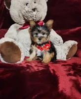 BENTLEY, a male Yorkshire Terrier for sale in Polk City, FL – Photo 5 of 10