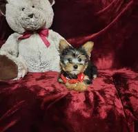 BENTLEY, a male Yorkshire Terrier for sale in Polk City, FL – Photo 6 of 10
