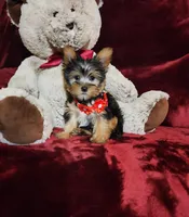 BENTLEY, a male Yorkshire Terrier for sale in Polk City, FL – Photo 8 of 10