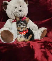 BENTLEY, a male Yorkshire Terrier for sale in Polk City, FL – Photo 10 of 10