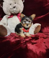 BENTLEY, a male Yorkshire Terrier for sale in Polk City, FL – Photo 3 of 10