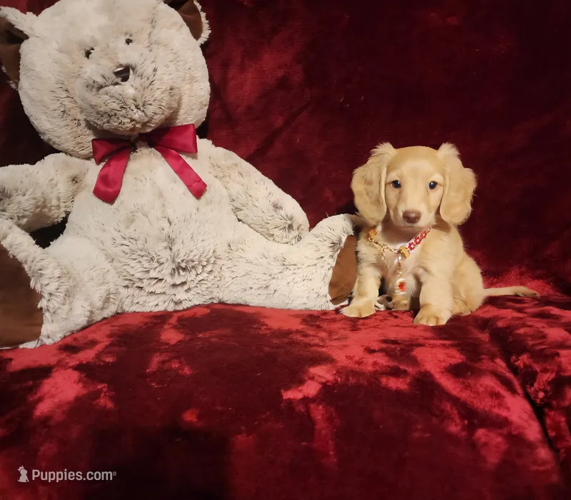 WINNIE – Miniature Dachshund puppy for sale in Polk City, FL