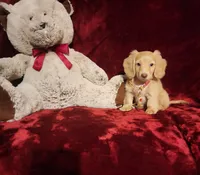 WINNIE, a female Miniature Dachshund for sale in Polk City, FL – 1 of 1