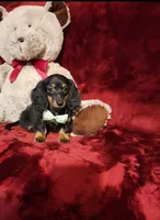 WILLOW, a female Miniature Dachshund for sale in Polk City, FL – 8 of 10