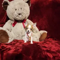 PEACHES, a female Chihuahua for sale in Polk City, FL – 6 of 10