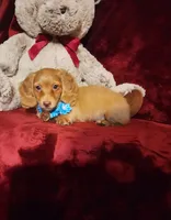 PEACHES , a female Miniature Dachshund for sale in Polk City, FL – 6 of 10
