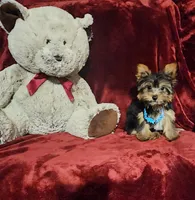 KNOX, a male Yorkshire Terrier for sale in Polk City, FL – 2 of 10