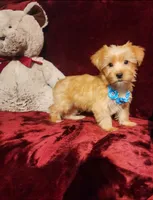TUCKER , a male Yorkshire Terrier for sale in Polk City, FL – 4 of 10