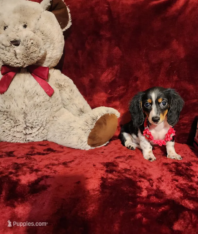 JOSIE, a female Miniature Dachshund for sale in Polk City, FL – 1 of 10