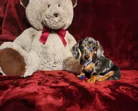 REMI, a male Miniature Dachshund for sale in Polk City, FL – 3 of 10