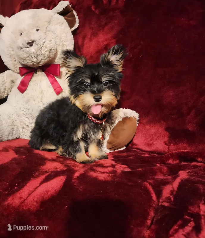 INDY – Yorkshire Terrier puppy for sale in Polk City, FL