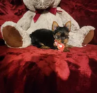 POPPY, a female Yorkshire Terrier for sale in Polk City, FL – 4 of 10