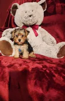 LOKI, a male Yorkshire Terrier for sale in Polk City, FL – 8 of 10
