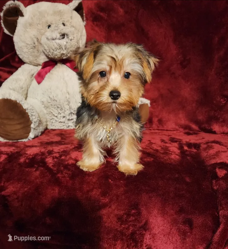 LUCA – Yorkshire Terrier puppy for sale in Polk City, FL