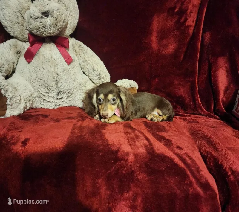 COCOA – Miniature Dachshund puppy for sale in Polk City, FL