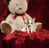 PEACHES, a female Chihuahua for sale in Polk City, FL – 5 of 10