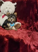 KNOX, a male Yorkshire Terrier for sale in Polk City, FL – 3 of 10