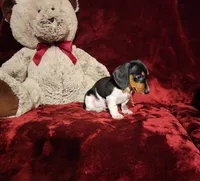 MAVERICK, a male Miniature Dachshund for sale in Polk City, FL – 7 of 10