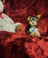 KINGSTON , a male Yorkshire Terrier for sale in Polk City, FL – Photo 4 of 10