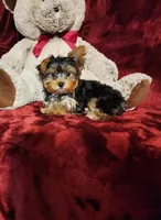KINGSTON , a male Yorkshire Terrier for sale in Polk City, FL – Photo 1 of 10