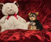 KINGSTON , a male Yorkshire Terrier for sale in Polk City, FL – Photo 6 of 10