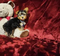 KINGSTON , a male Yorkshire Terrier for sale in Polk City, FL – Photo 8 of 10
