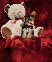KINGSTON , a male Yorkshire Terrier for sale in Polk City, FL – Photo 5 of 10