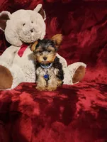 KINGSTON , a male Yorkshire Terrier for sale in Polk City, FL – Photo 7 of 10