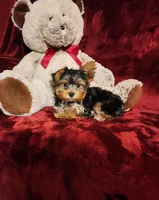 KINGSTON , a male Yorkshire Terrier for sale in Polk City, FL – Photo 9 of 10