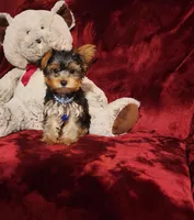 KINGSTON , a male Yorkshire Terrier for sale in Polk City, FL – Photo 2 of 10