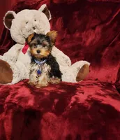 KINGSTON , a male Yorkshire Terrier for sale in Polk City, FL – Photo 10 of 10