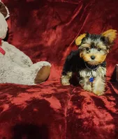 KINGSTON , a male Yorkshire Terrier for sale in Polk City, FL – Photo 3 of 10