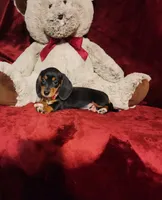 OAKLEY , a female Miniature Dachshund for sale in Polk City, FL – 10 of 10