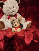 LOKI, a male Yorkshire Terrier for sale in Polk City, FL – 8 of 10
