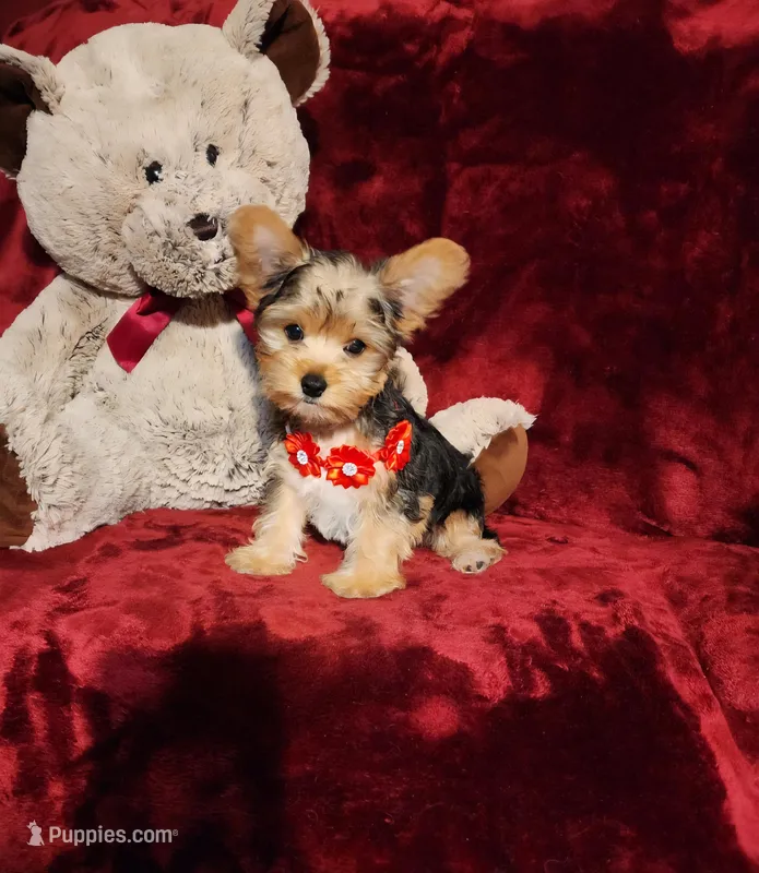 LOKI – Yorkshire Terrier puppy for sale in Polk City, FL