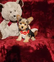 LOKI, a male Yorkshire Terrier for sale in Polk City, FL – 1 of 10