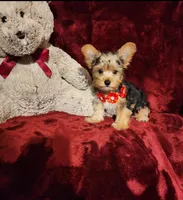 LOKI, a male Yorkshire Terrier for sale in Polk City, FL – 3 of 10