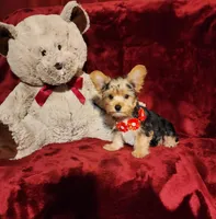 LOKI, a male Yorkshire Terrier for sale in Polk City, FL – 6 of 10