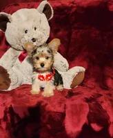 LOKI, a male Yorkshire Terrier for sale in Polk City, FL – 4 of 10
