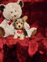 LOKI, a male Yorkshire Terrier for sale in Polk City, FL – 9 of 10