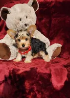 LOKI, a male Yorkshire Terrier for sale in Polk City, FL – 5 of 10