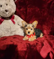 LOKI, a male Yorkshire Terrier for sale in Polk City, FL – 10 of 10