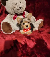 LOKI, a male Yorkshire Terrier for sale in Polk City, FL – 2 of 10