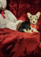 LOKI, a male Yorkshire Terrier for sale in Polk City, FL – 7 of 10