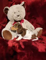 KODA, a male Miniature Dachshund for sale in Polk City, FL – 6 of 10