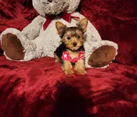 PIPPA, a female Yorkshire Terrier for sale in Polk City, FL – 4 of 10