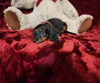 WALKER, a male Miniature Dachshund for sale in Polk City, FL – 4 of 10